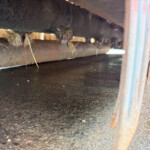 View from the ground under a wooden bench, with hay, dirt, and a rusted metal leg visible on the right edge.